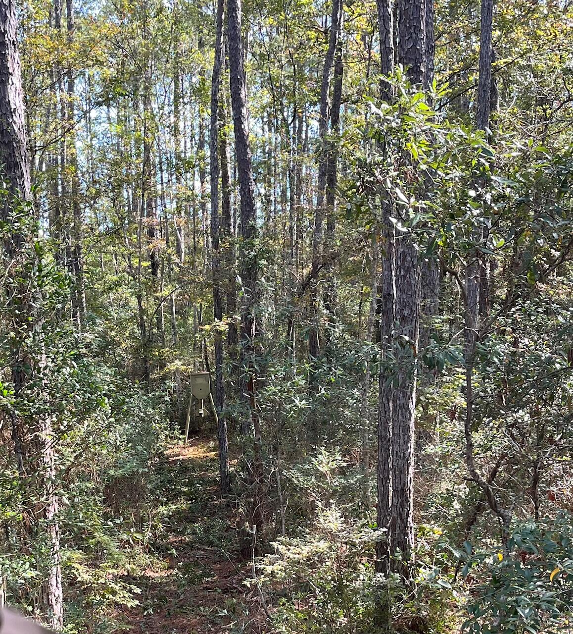 9168 Old Georgetown Road, McClellanville