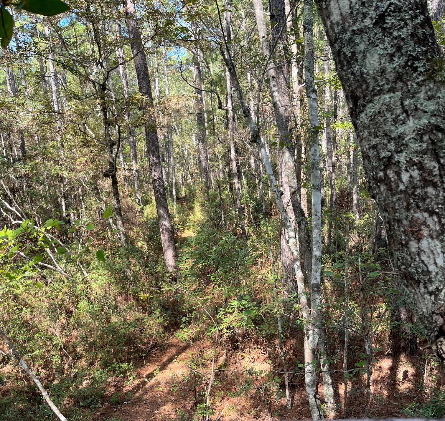 9168 Old Georgetown Road, McClellanville