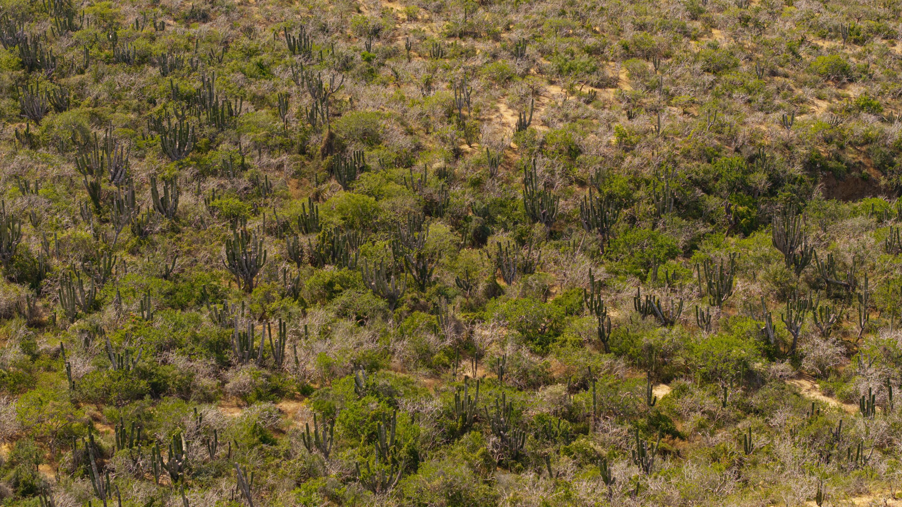 Migriño Oceanfront Paradise Lo