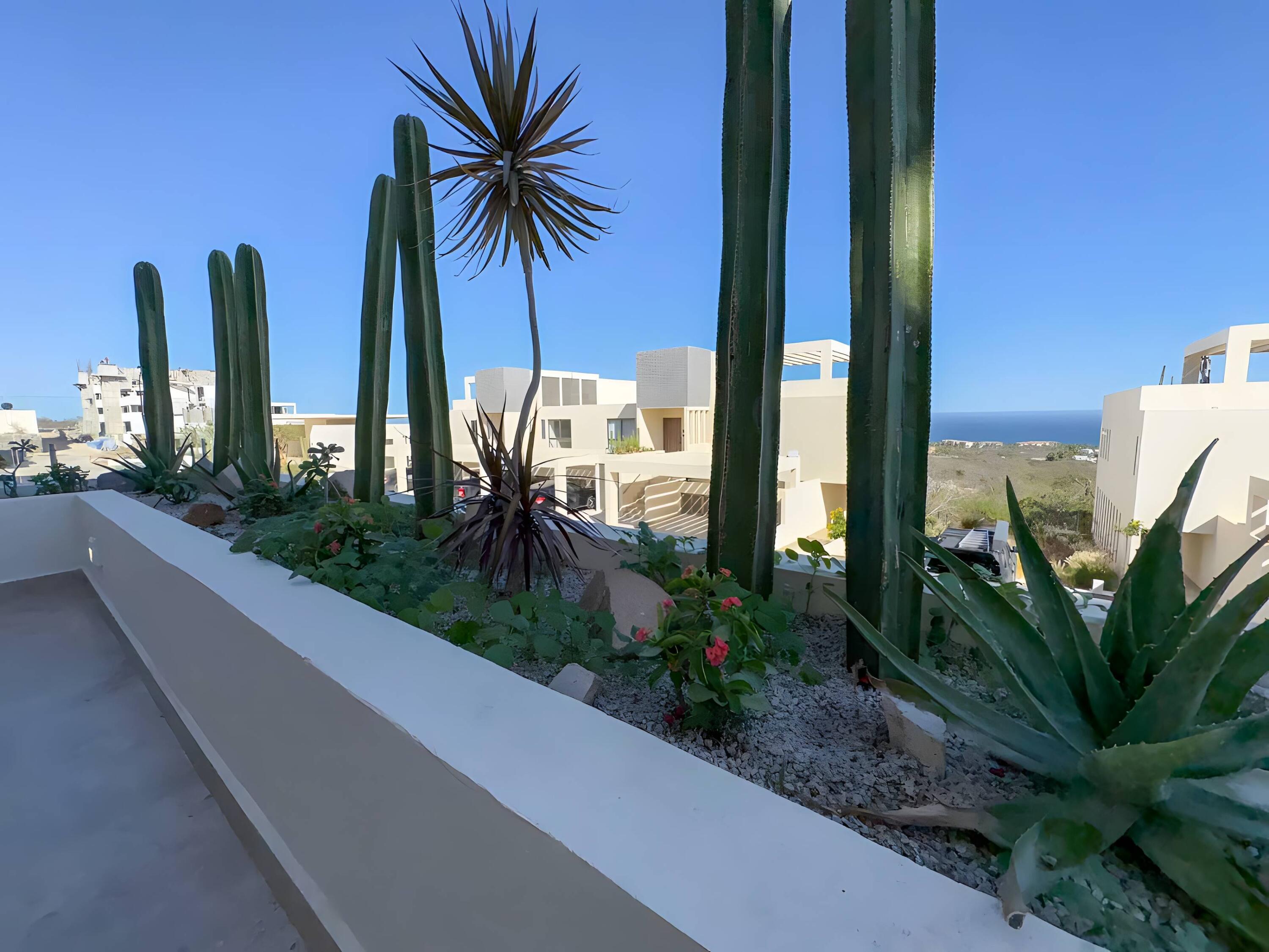 Via La Paloma, Cabo Costa Garden