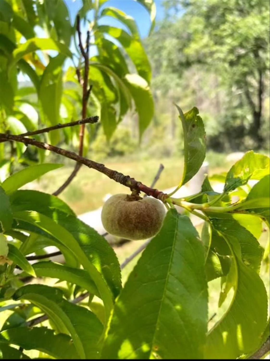 6132 Chowchilla Mountain Road