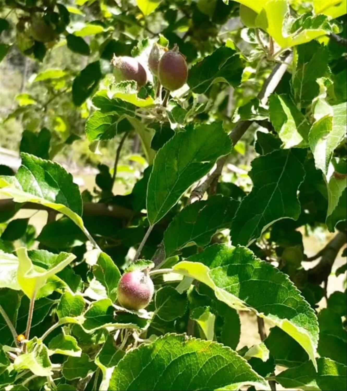 6132 Chowchilla Mountain Road