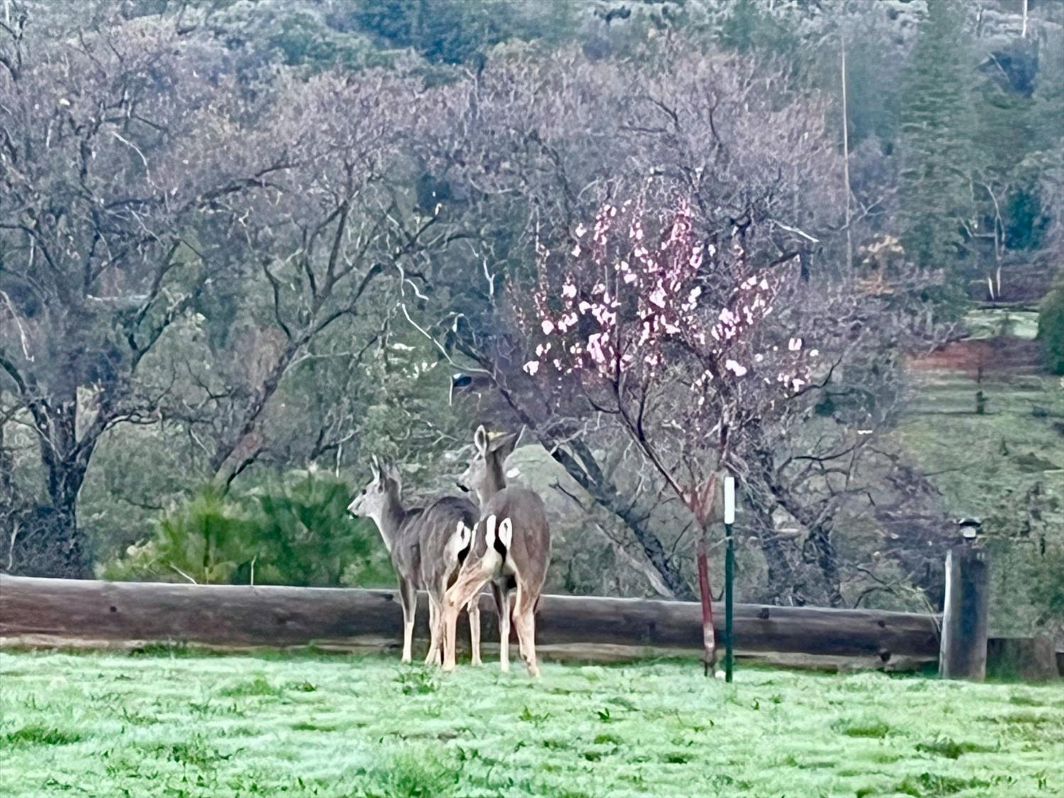 6132 Chowchilla Mountain Road