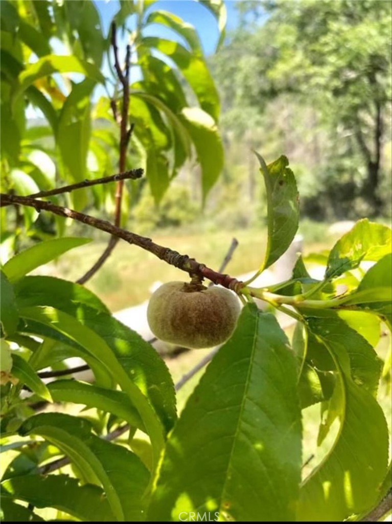 6132 Chowchilla Mountain