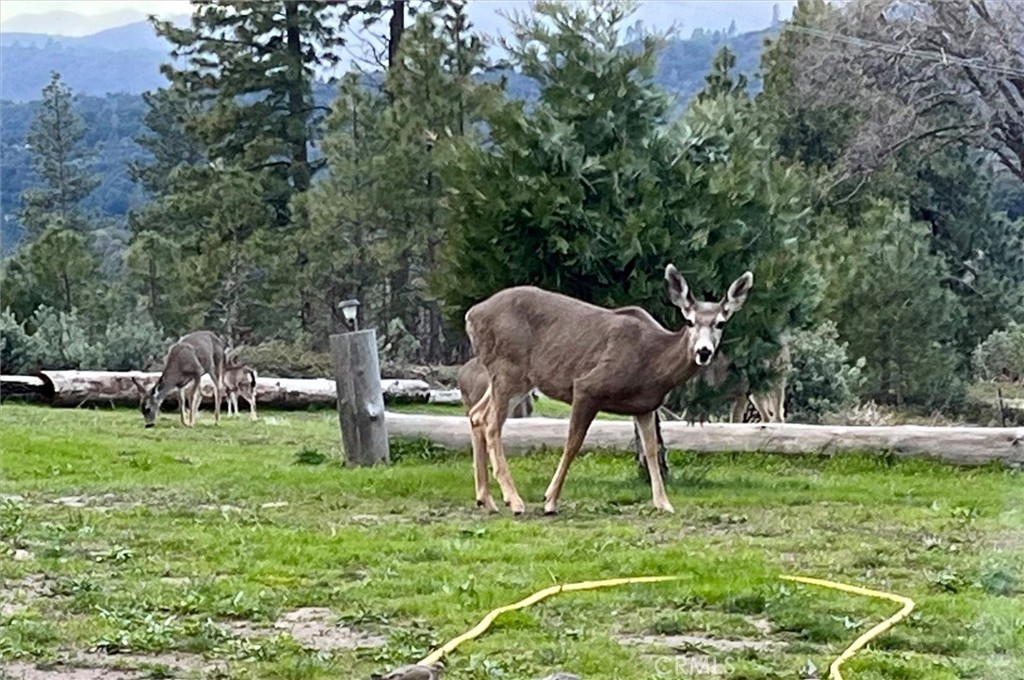 6132 Chowchilla Mountain