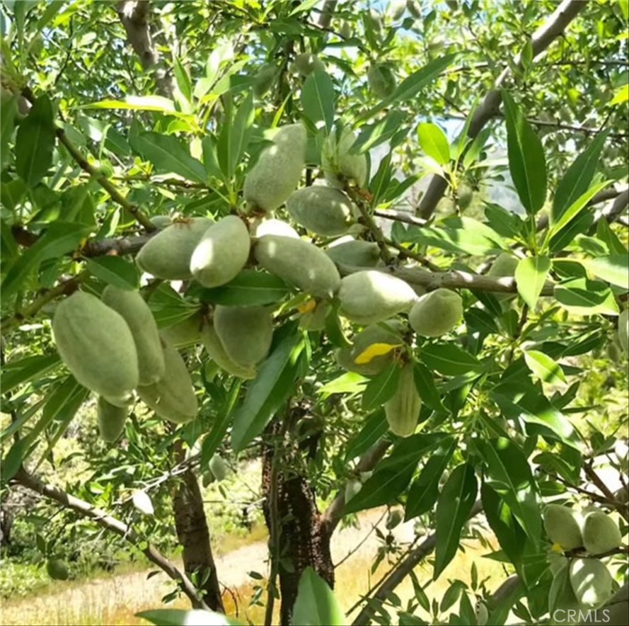 6132 Chowchilla Mountain