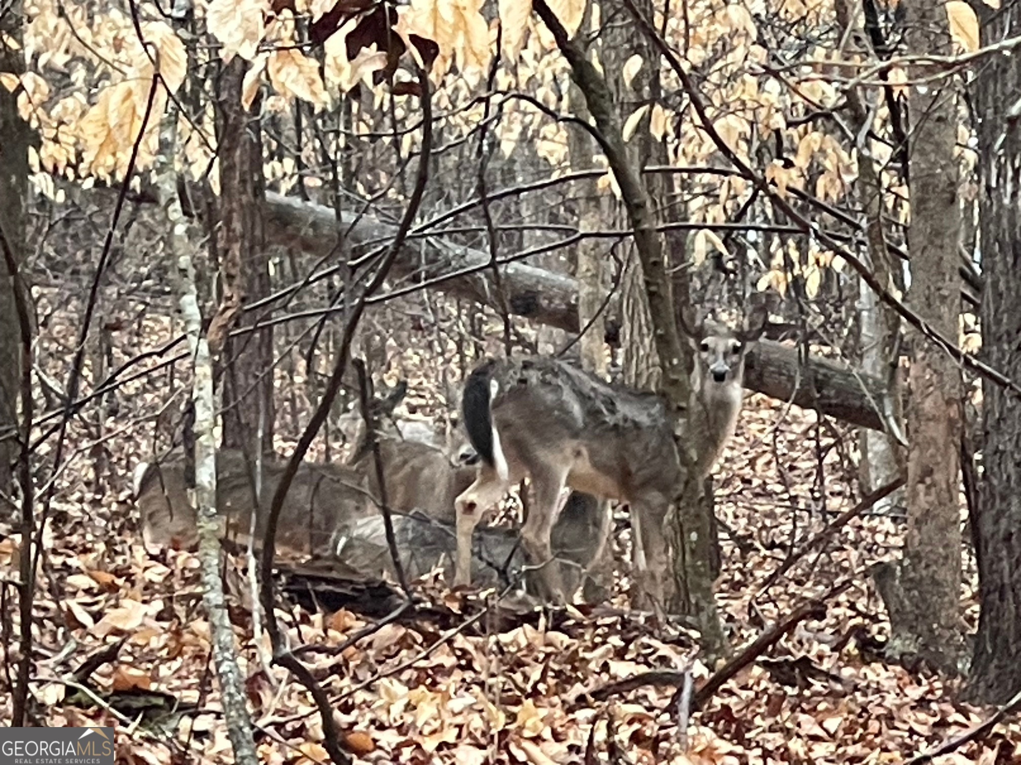 LOT 942 Birdie Court