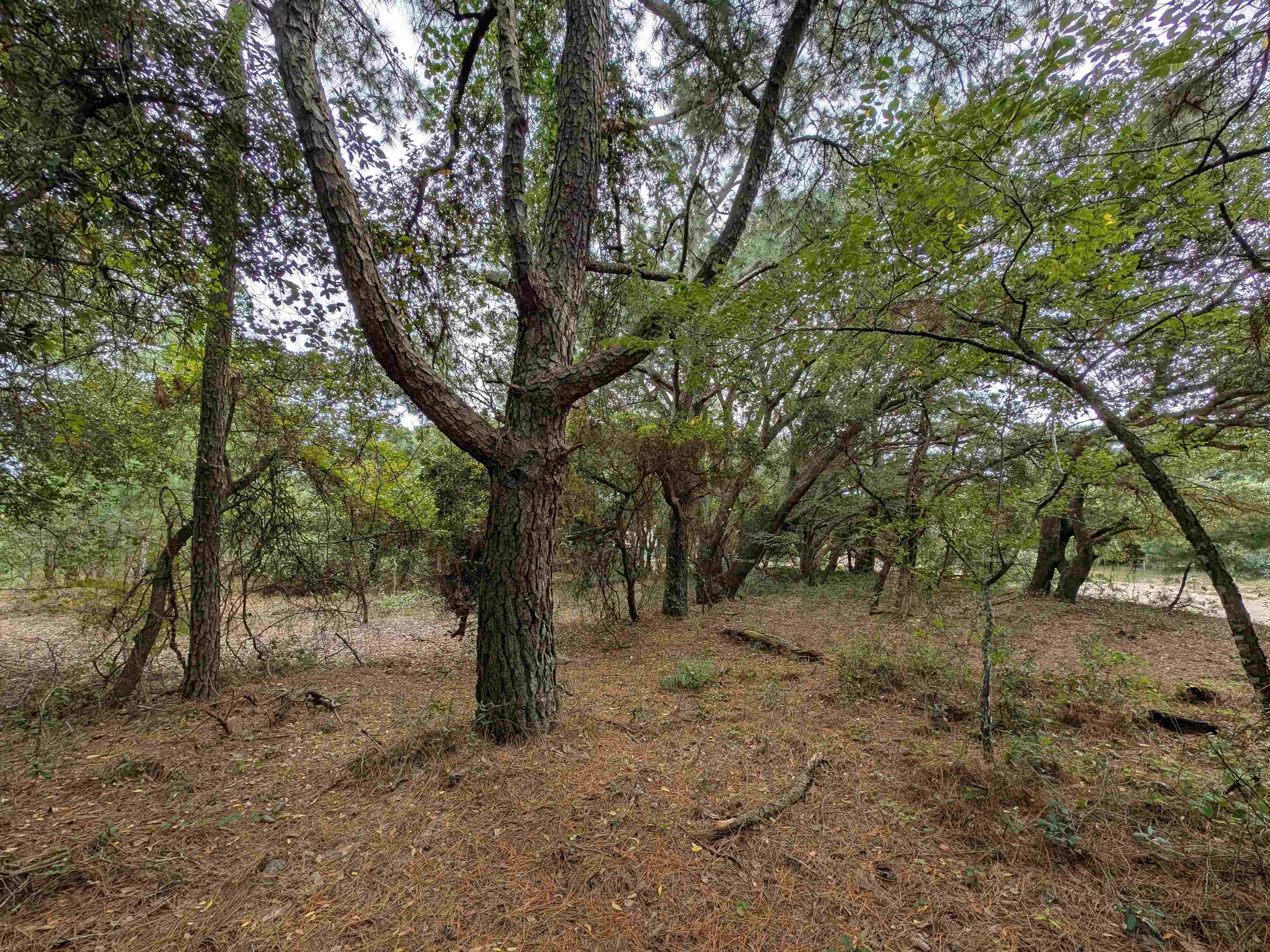 2243 Teal Road Lot #10