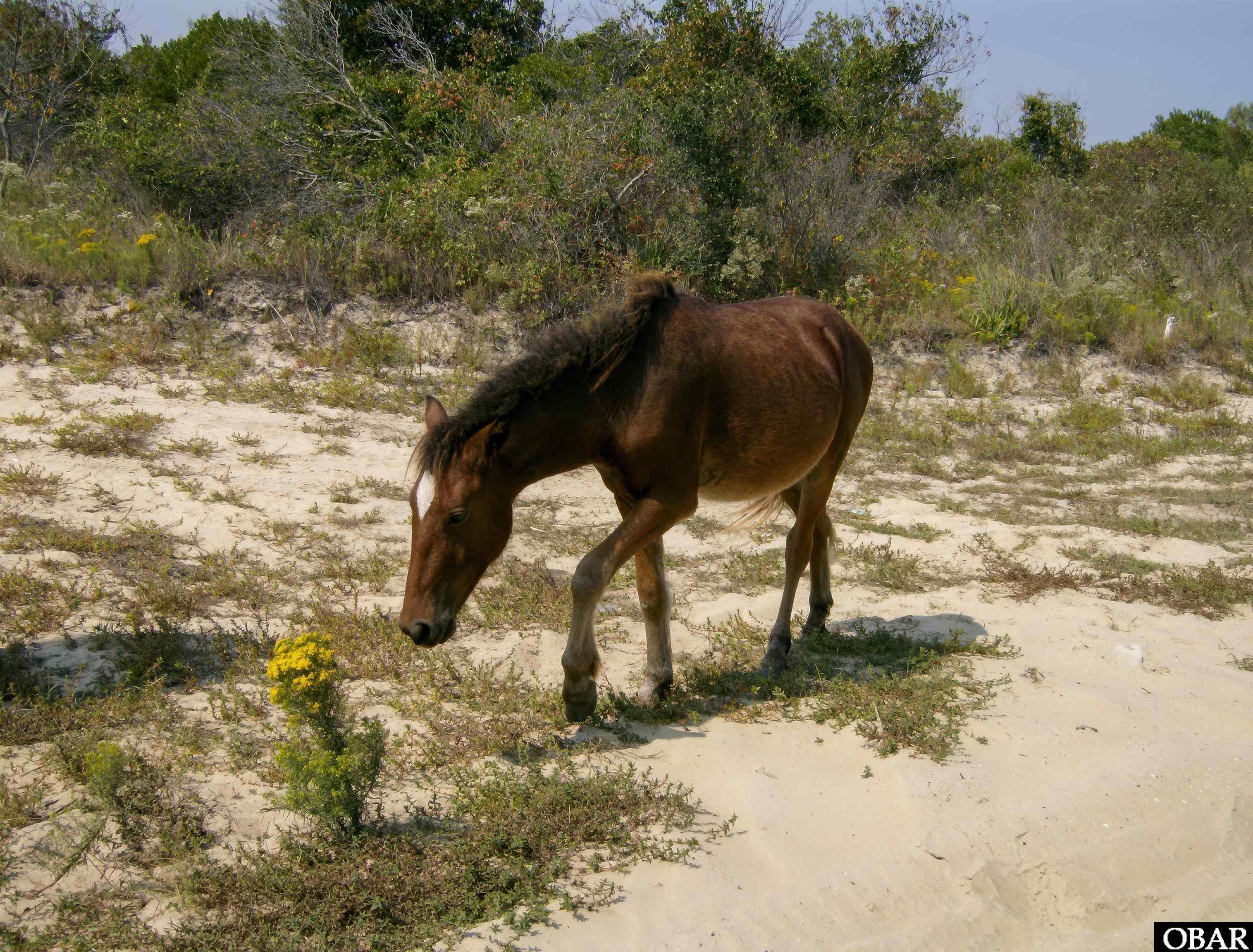 2368 Ocean Sands Road Lot 4