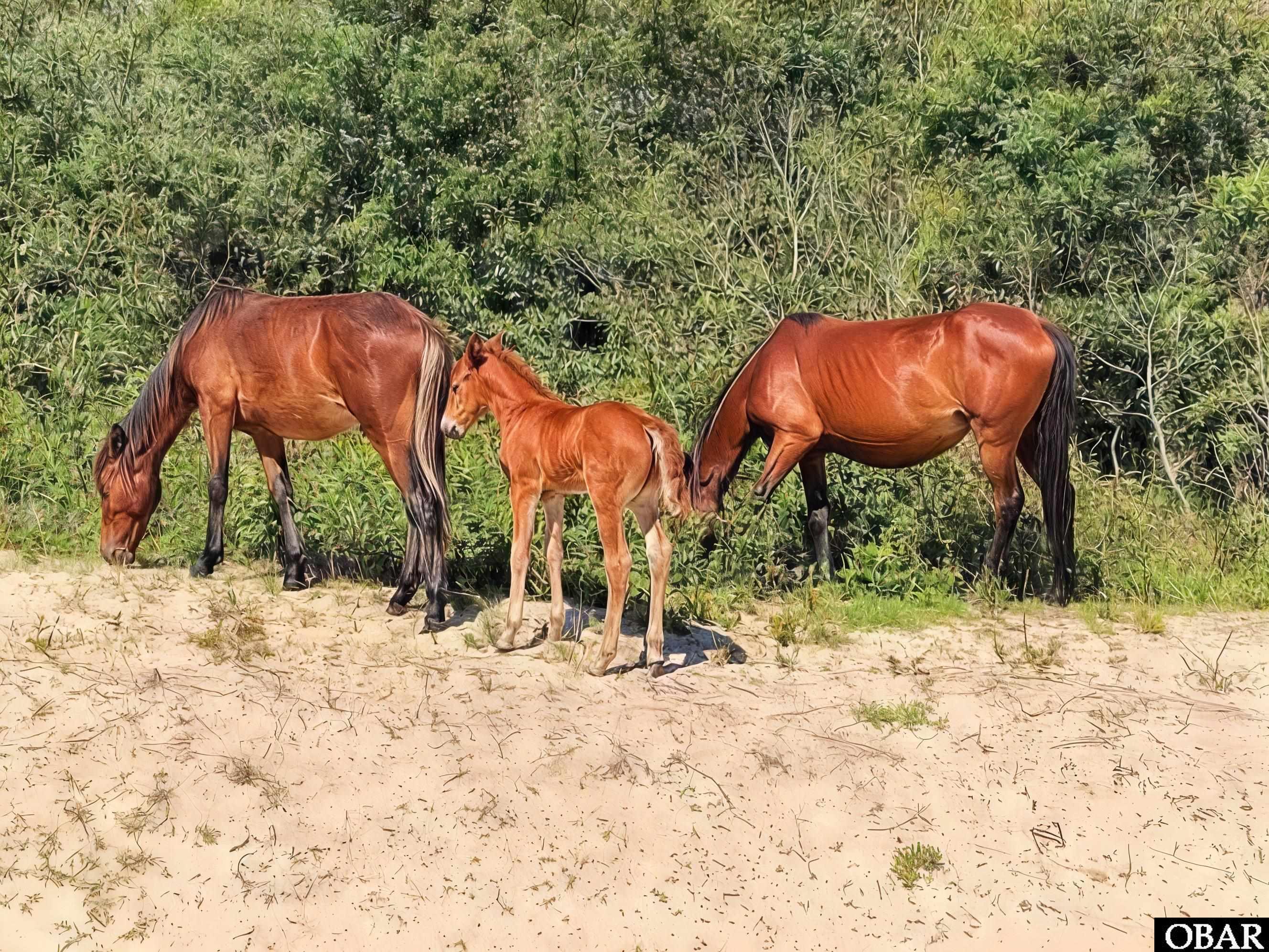 2206 Teal Road Lot 10