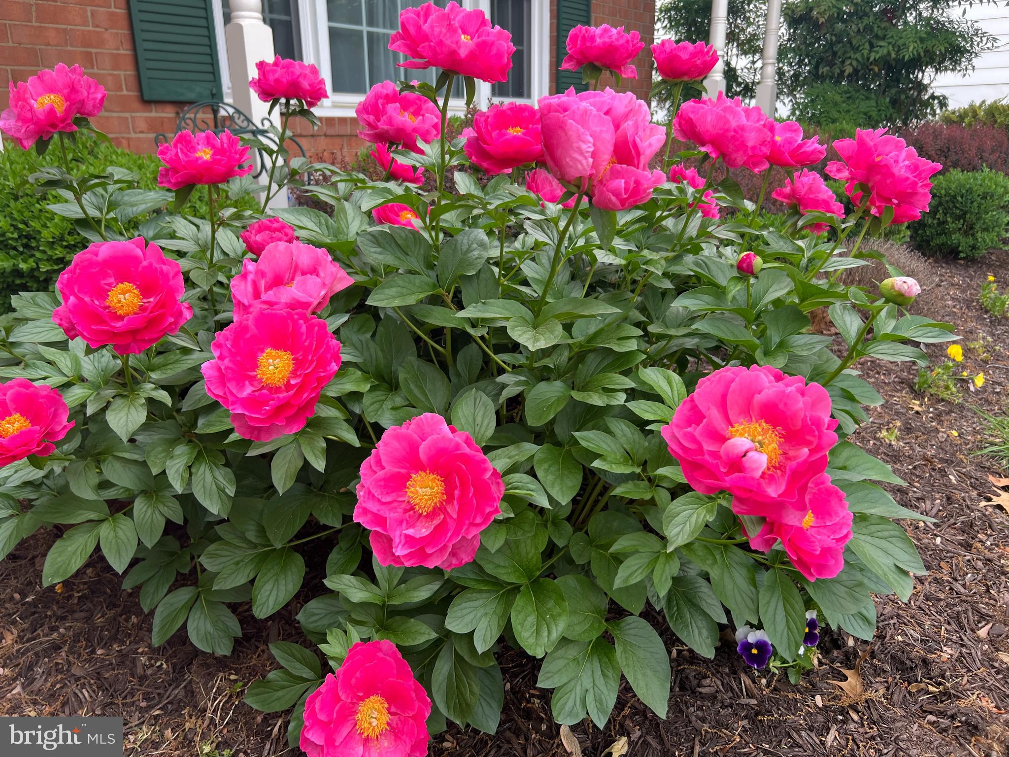 7006 MAPLE TREE LANE