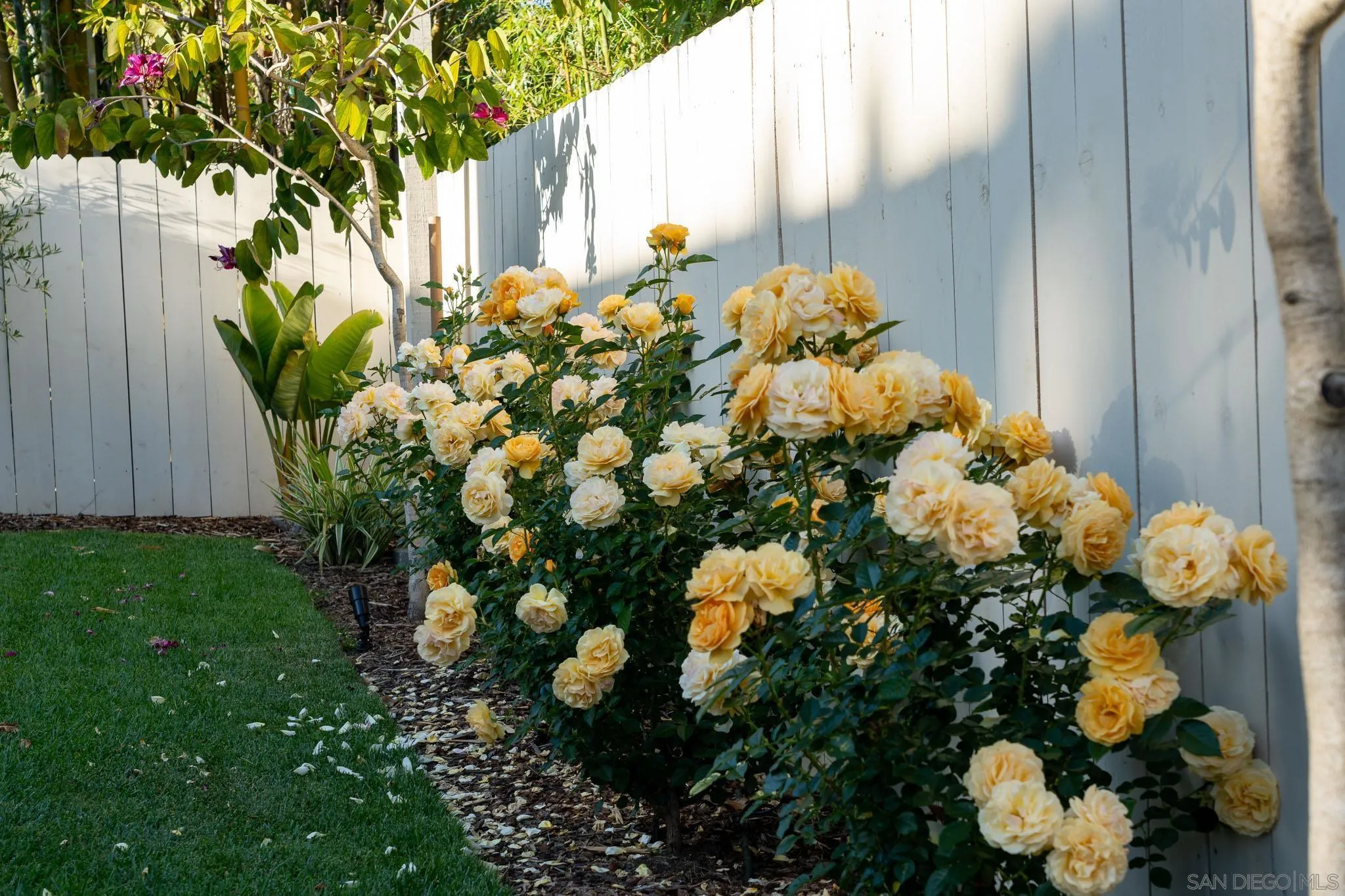 339 Rancho Santa Fe Rd