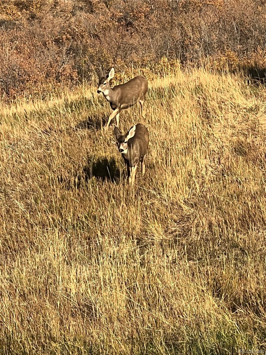 2785 Bears Den Drive