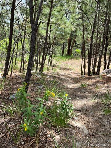 1972 Gold Camp Way
