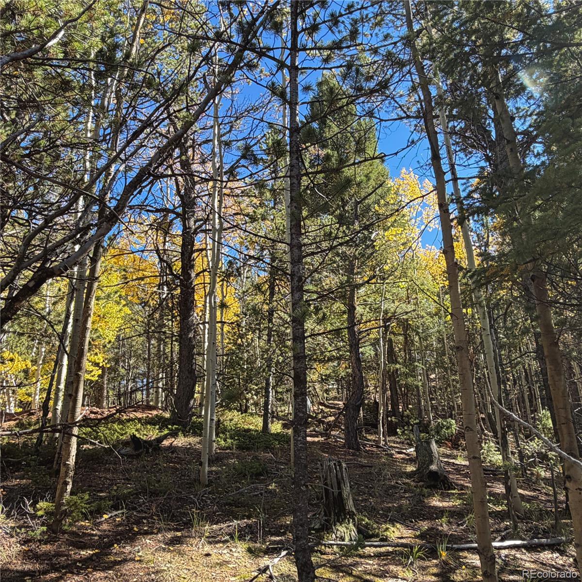 773 Timber Ridge Road