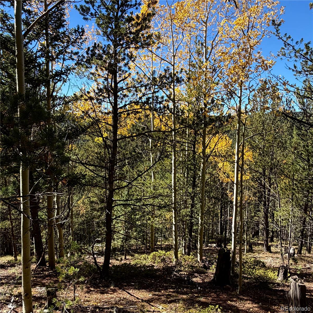 773 Timber Ridge Road