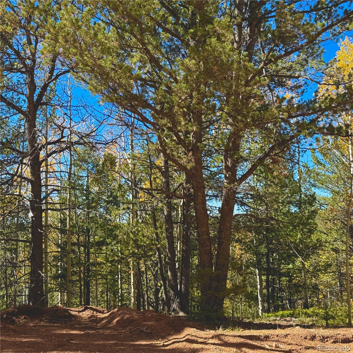 773 Timber Ridge Road