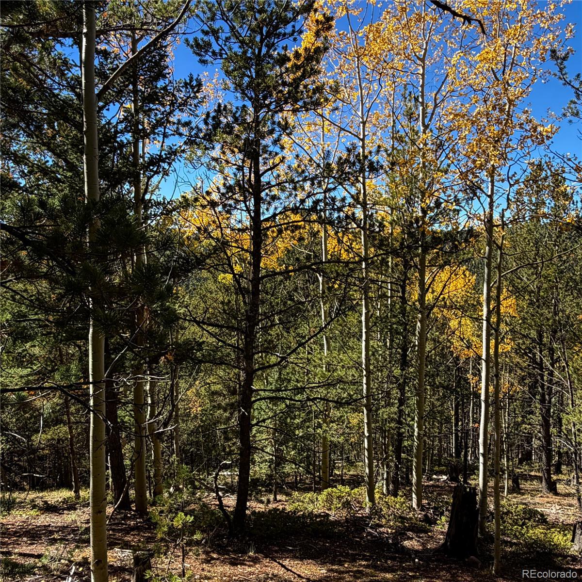 773 Timber Ridge Road