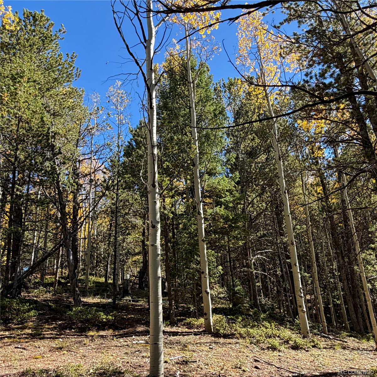 773 Timber Ridge Road