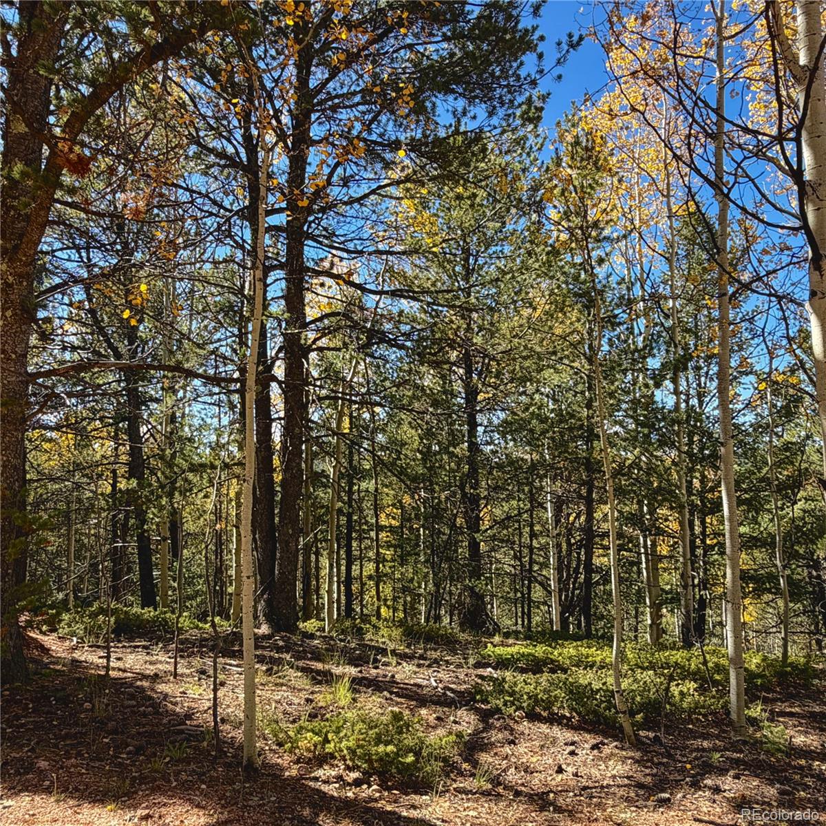 773 Timber Ridge Road
