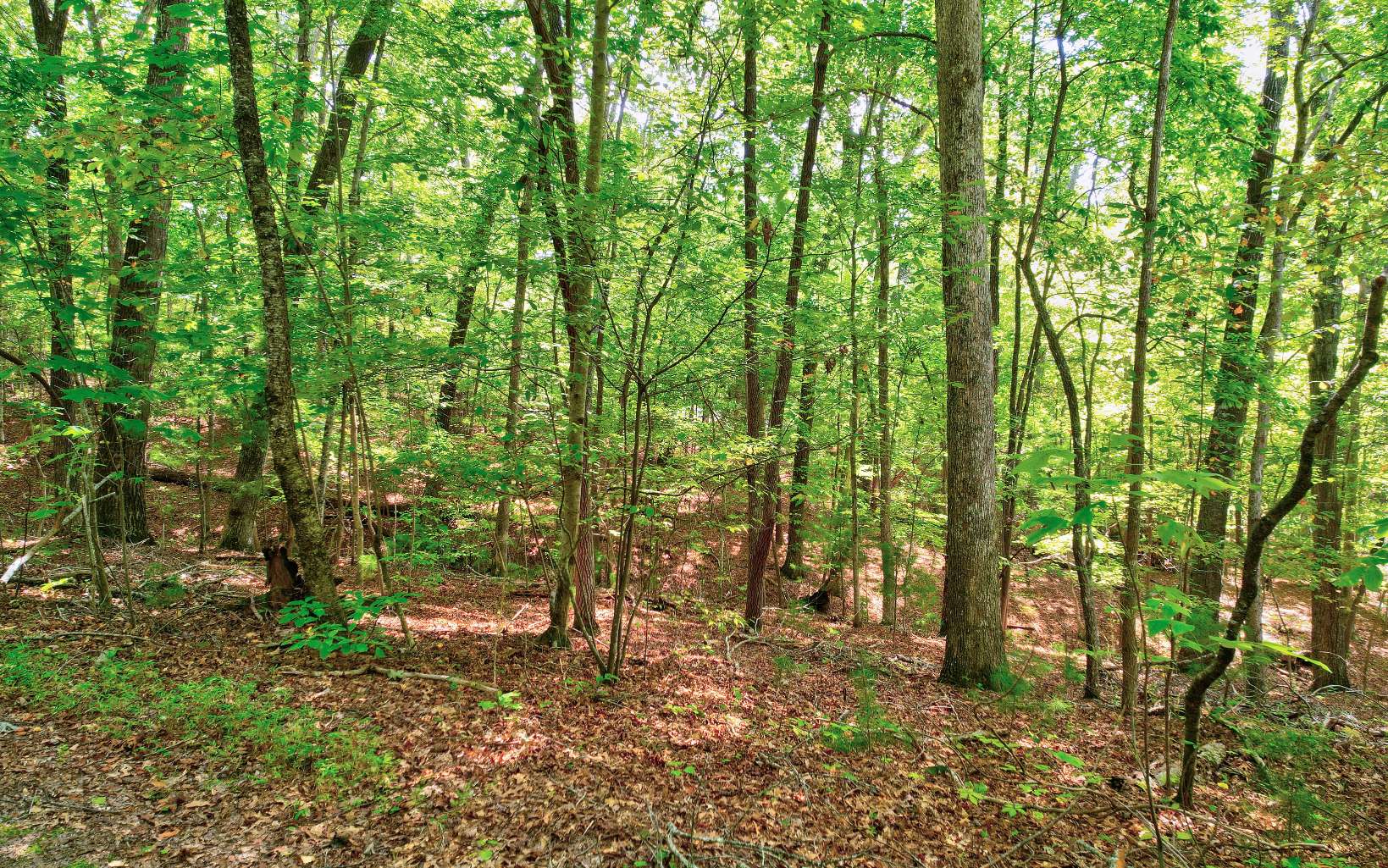 LOT 5 Garren Cove Trail