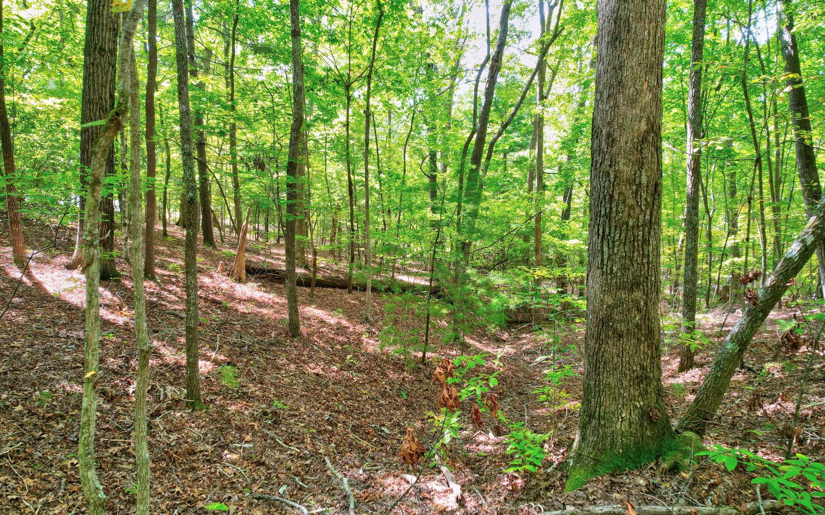 LOT 5 Garren Cove Trail
