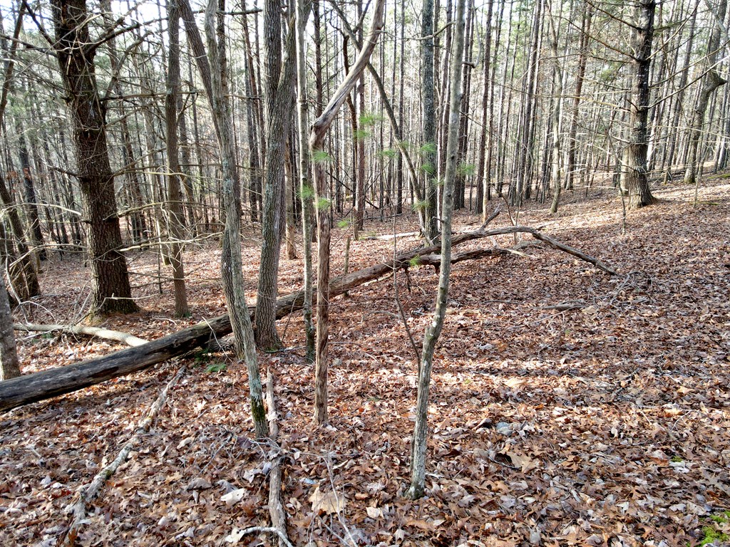 8 Acres Liberty Hill Road