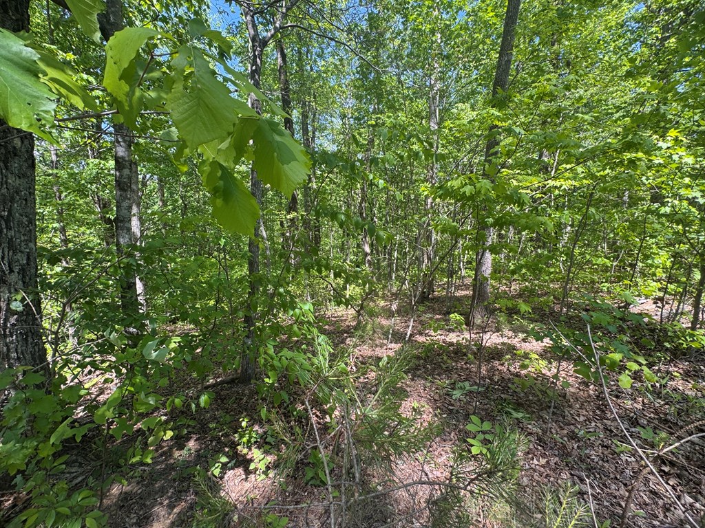 2.42 AC Poplar Drive N