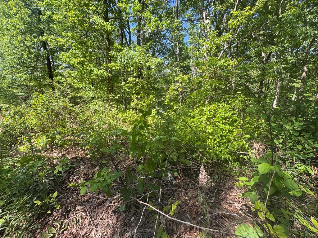 2.42 AC Poplar Drive N