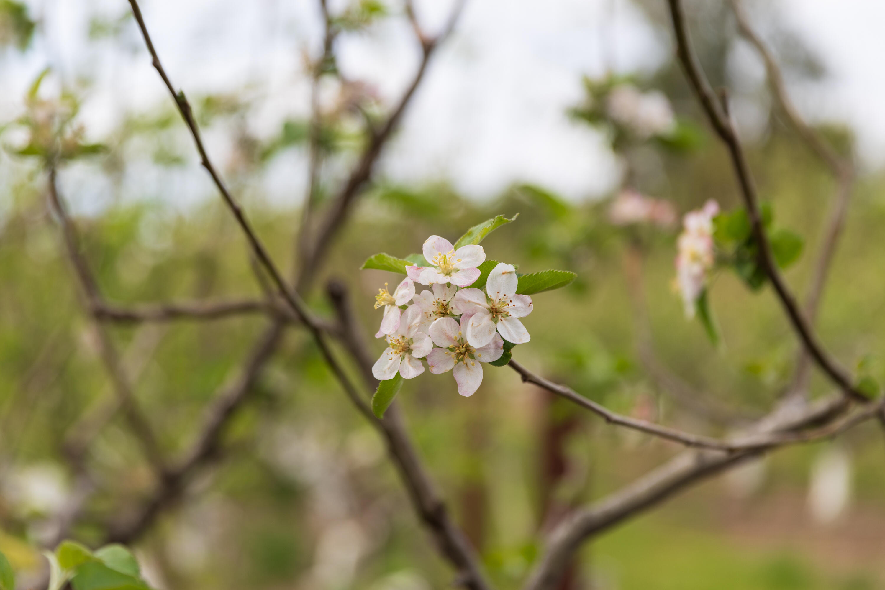 2275 Alamo Pintado Road