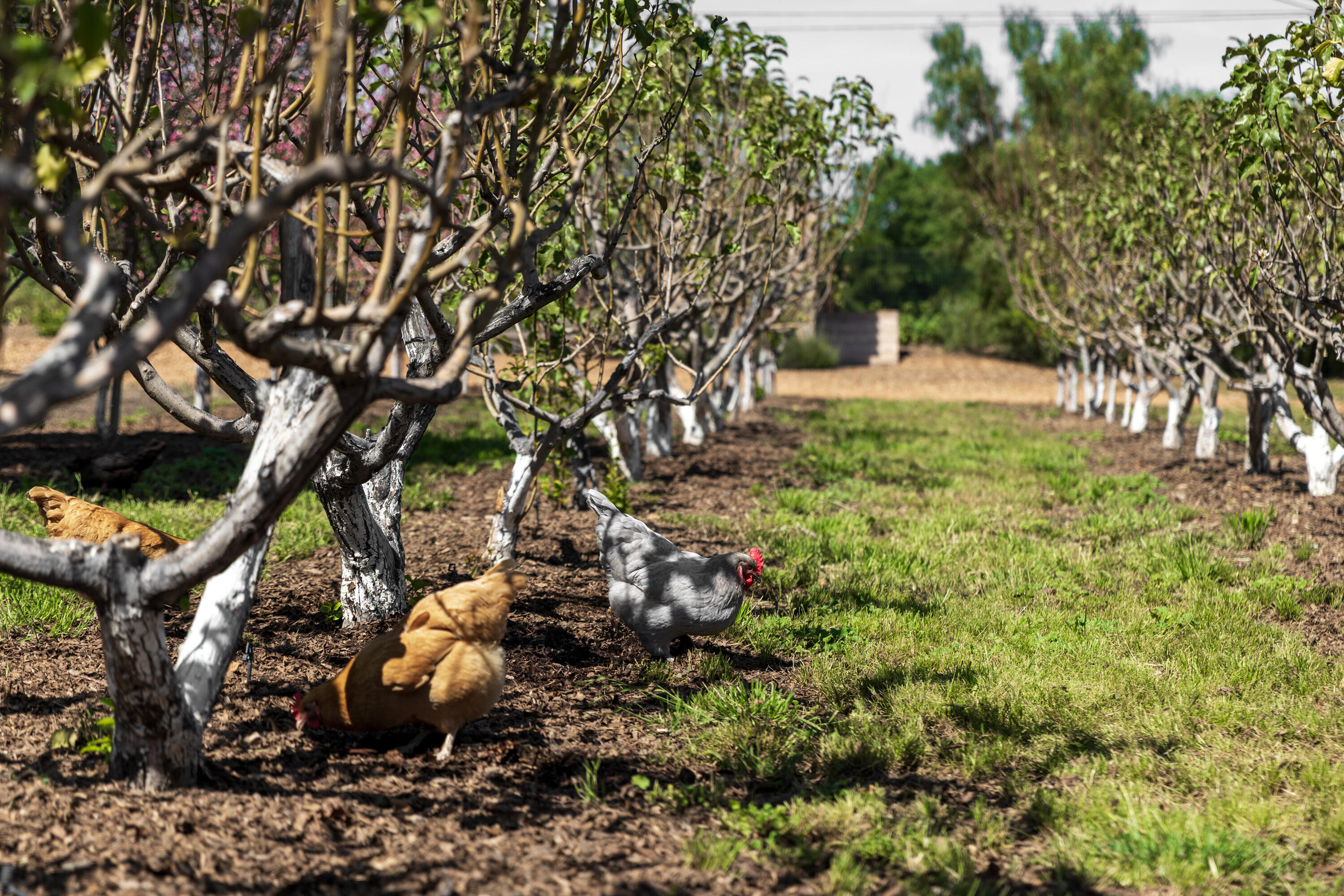 2275 Alamo Pintado Road