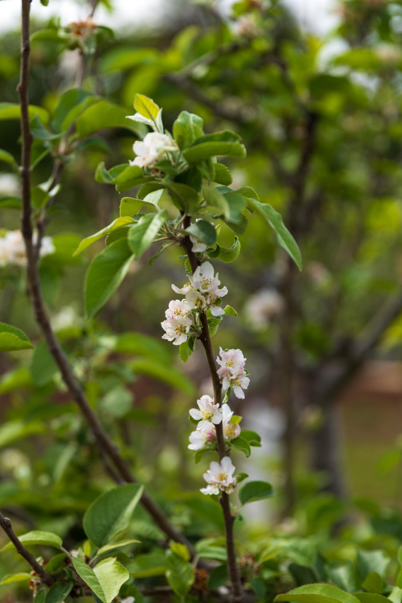 2275 Alamo Pintado Road