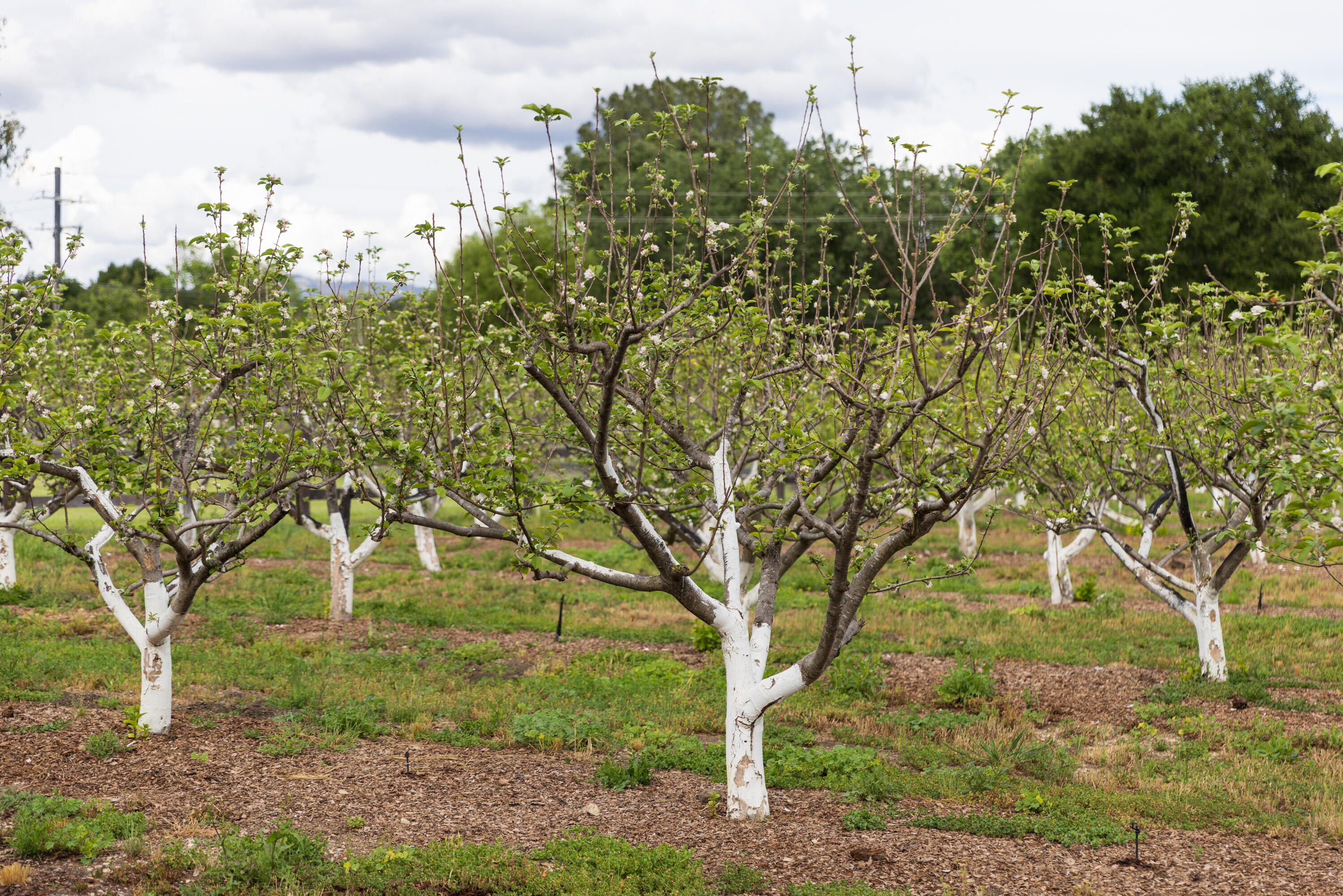 2275 Alamo Pintado Road