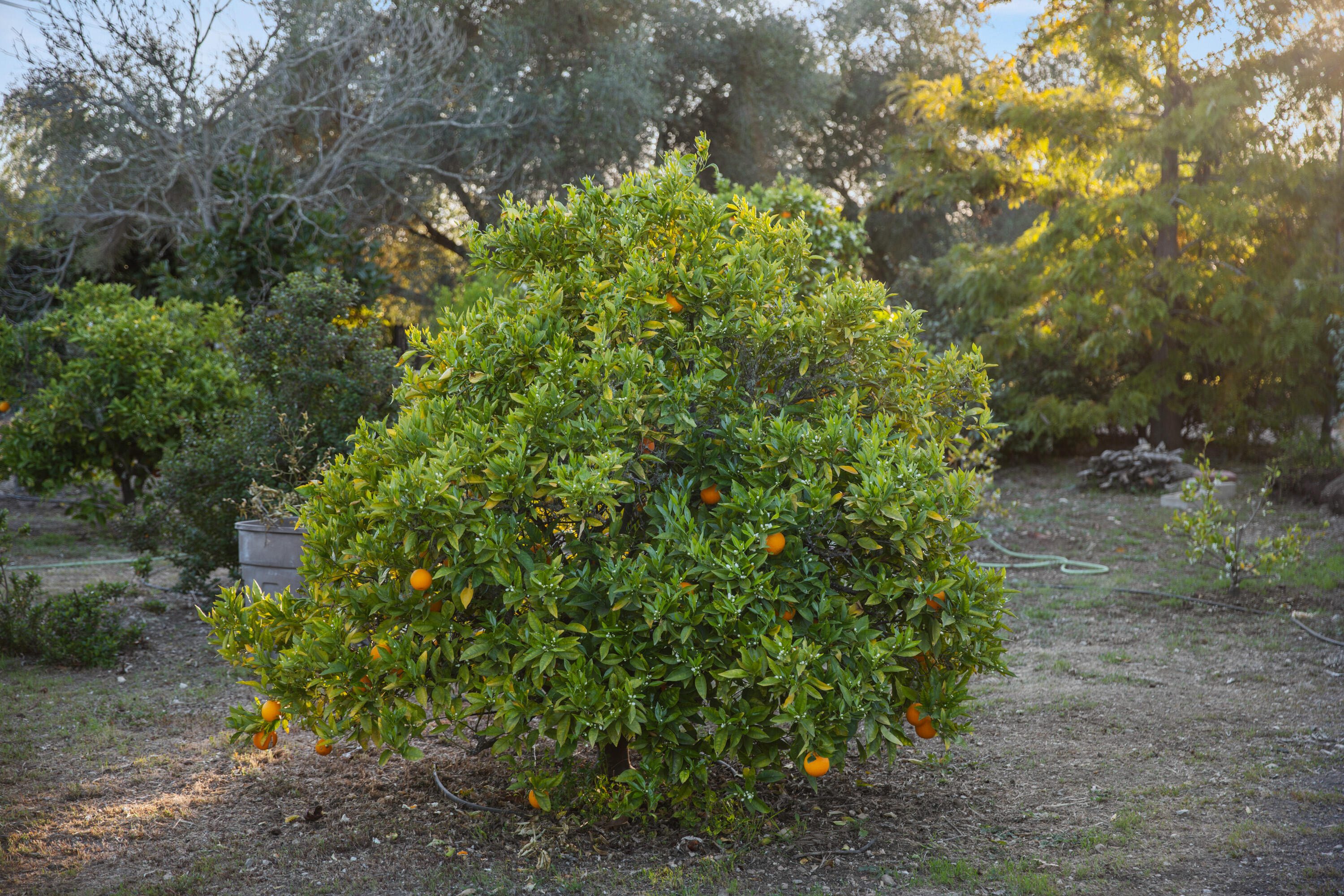 1270 Dove Meadow Road