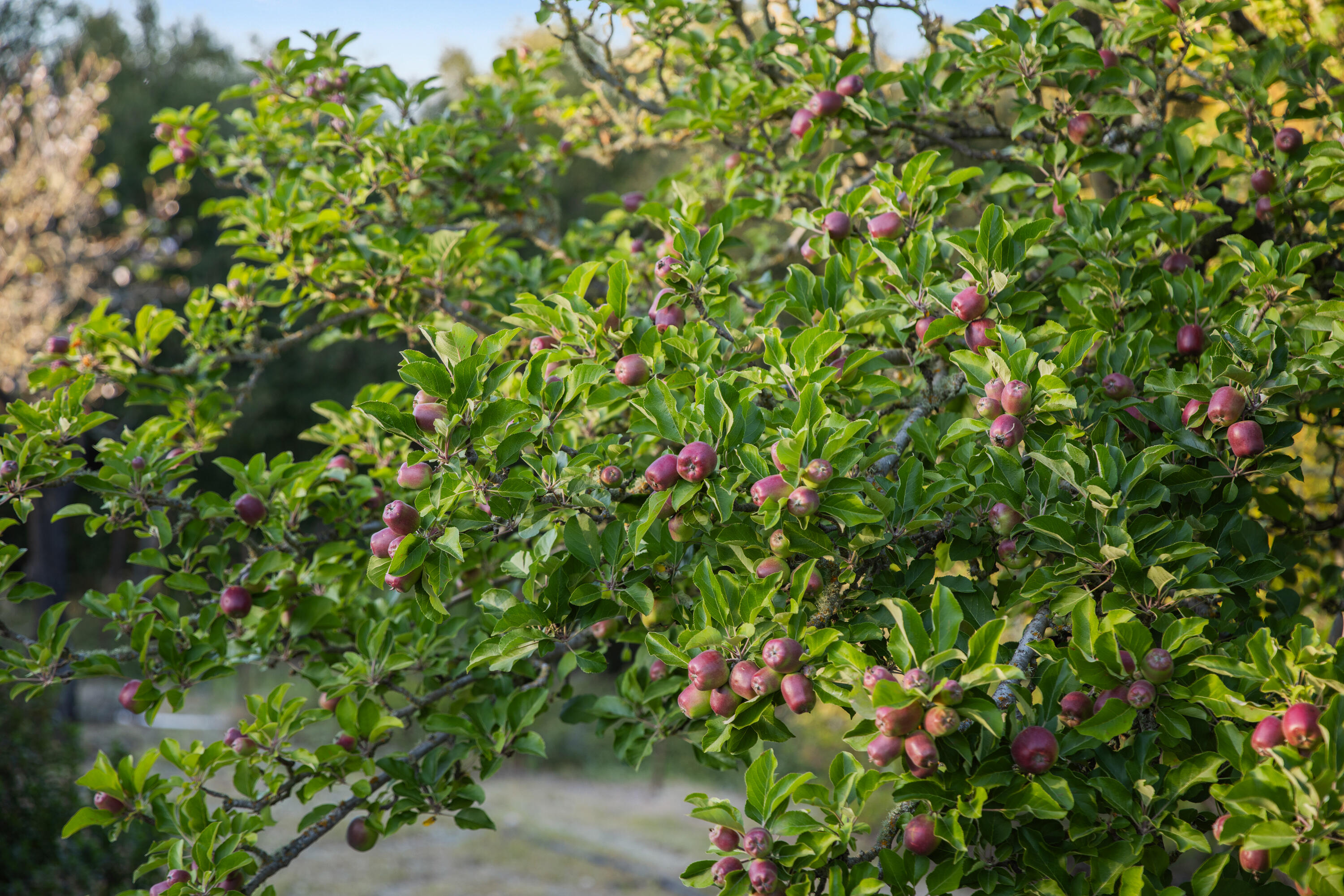 1270 Dove Meadow Road