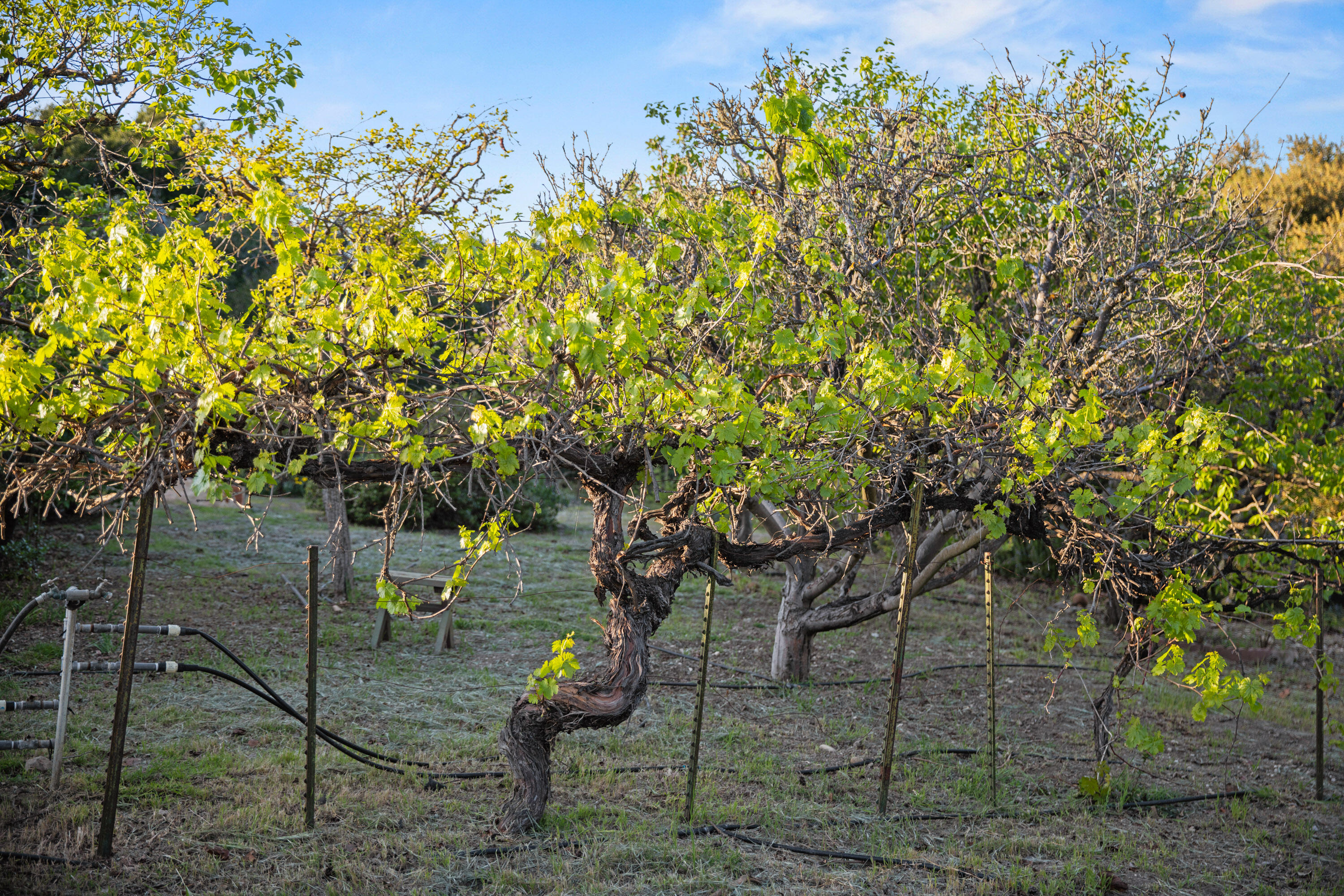 1270 Dove Meadow Road