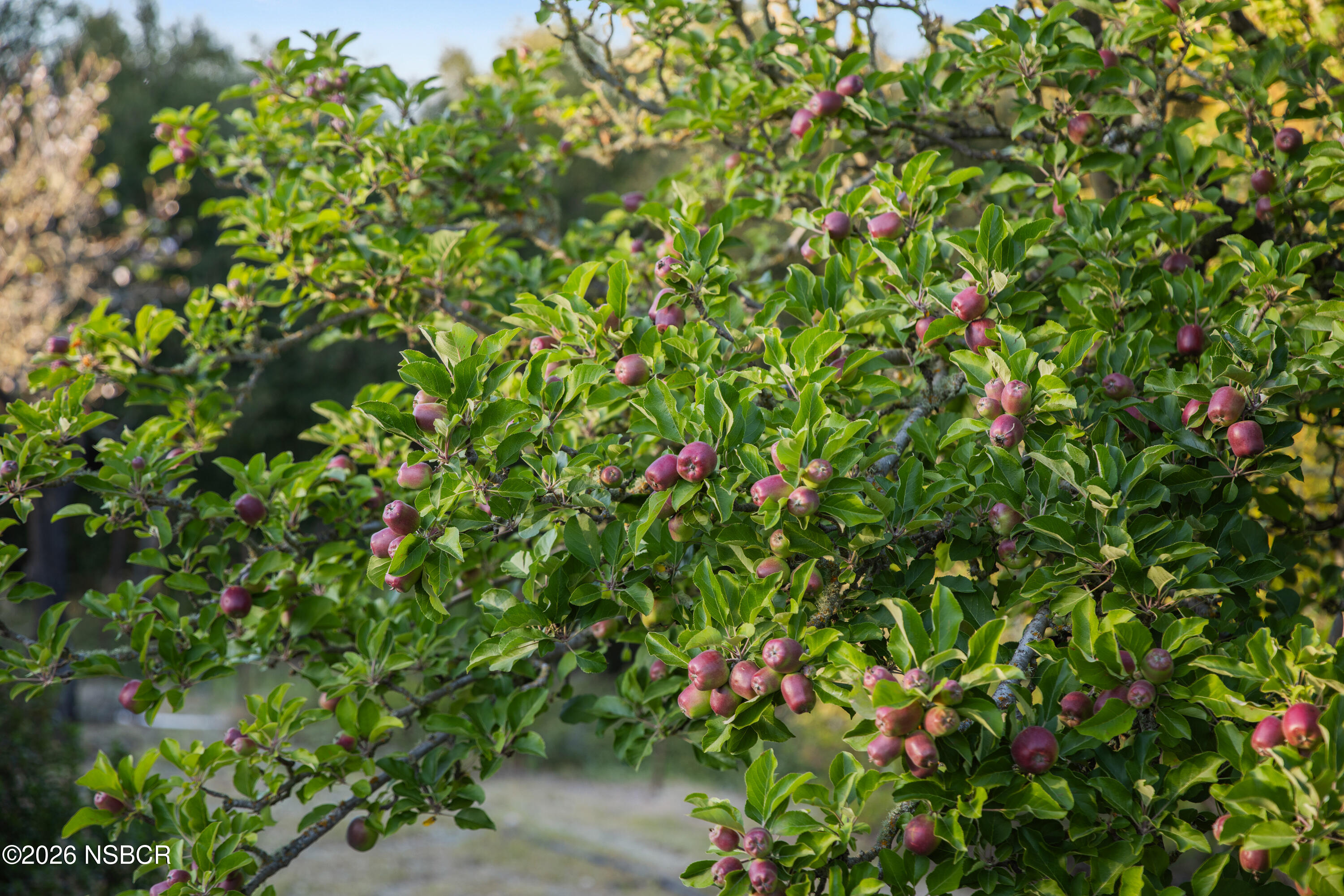 1270 Dove Meadow Road