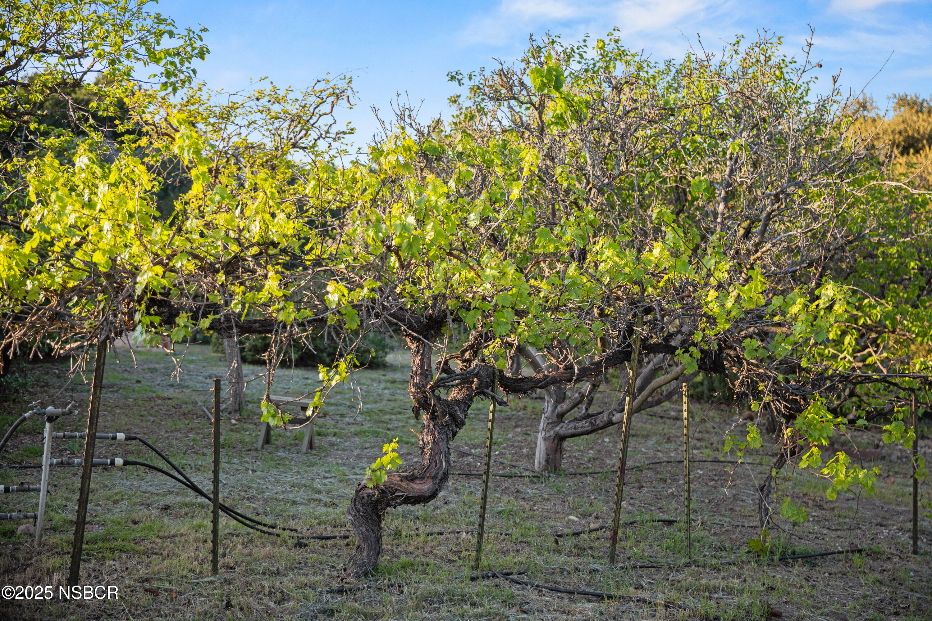 1270 Dove Meadow Road