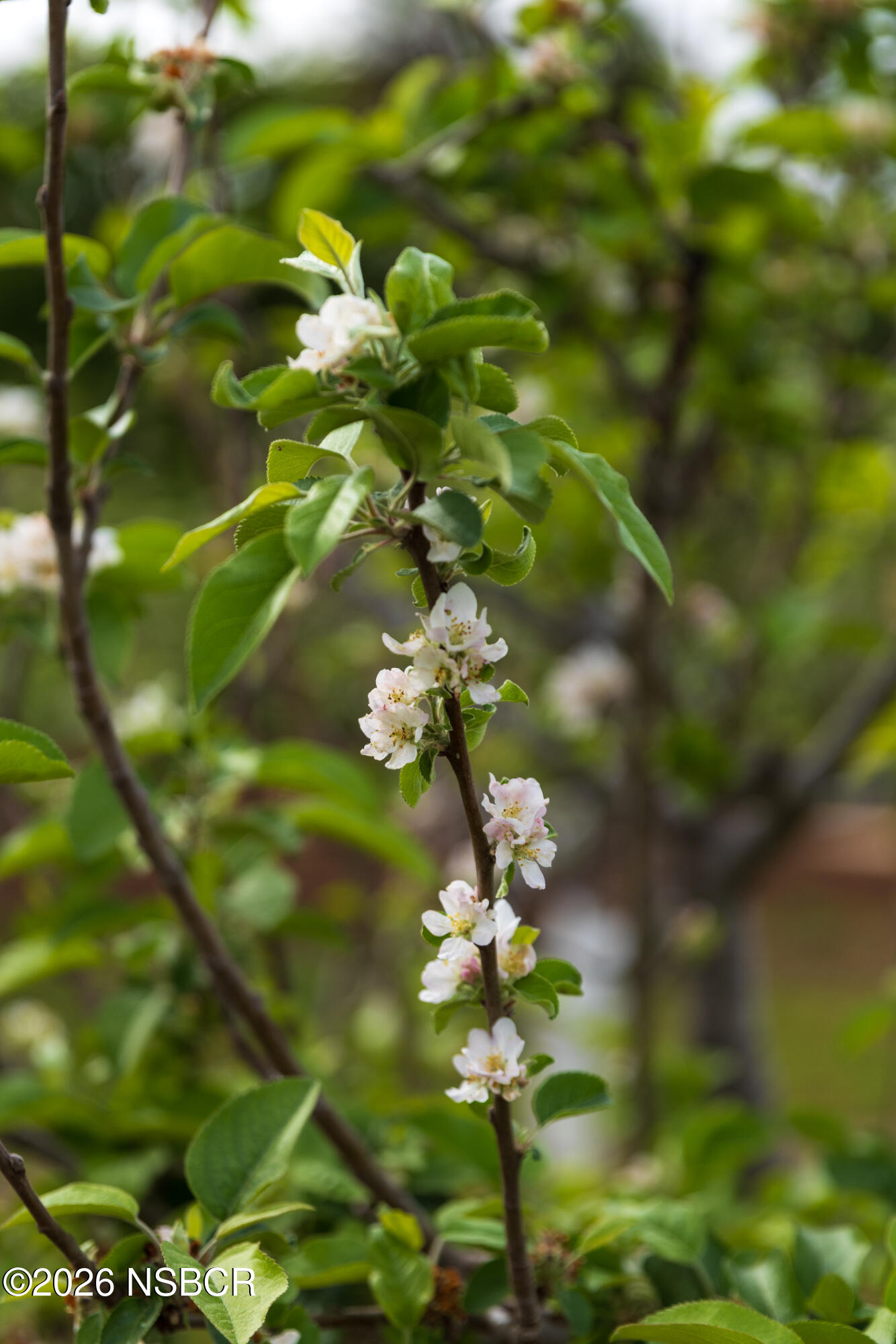 2275 Alamo Pintado Road