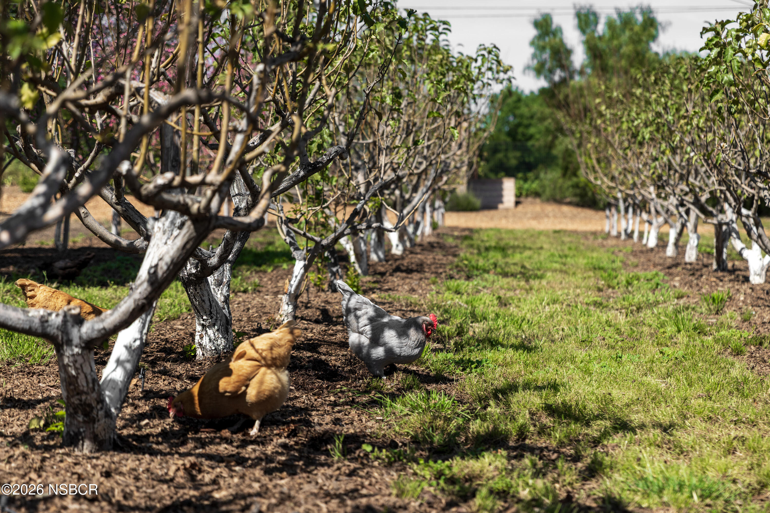 2275 Alamo Pintado Road