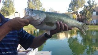 1146 W SEA FOG Drive