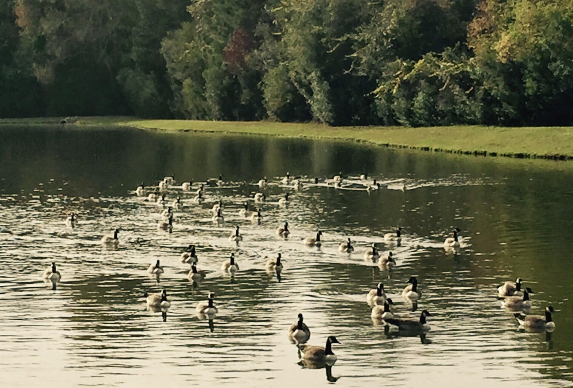 205 Congaree River Drive