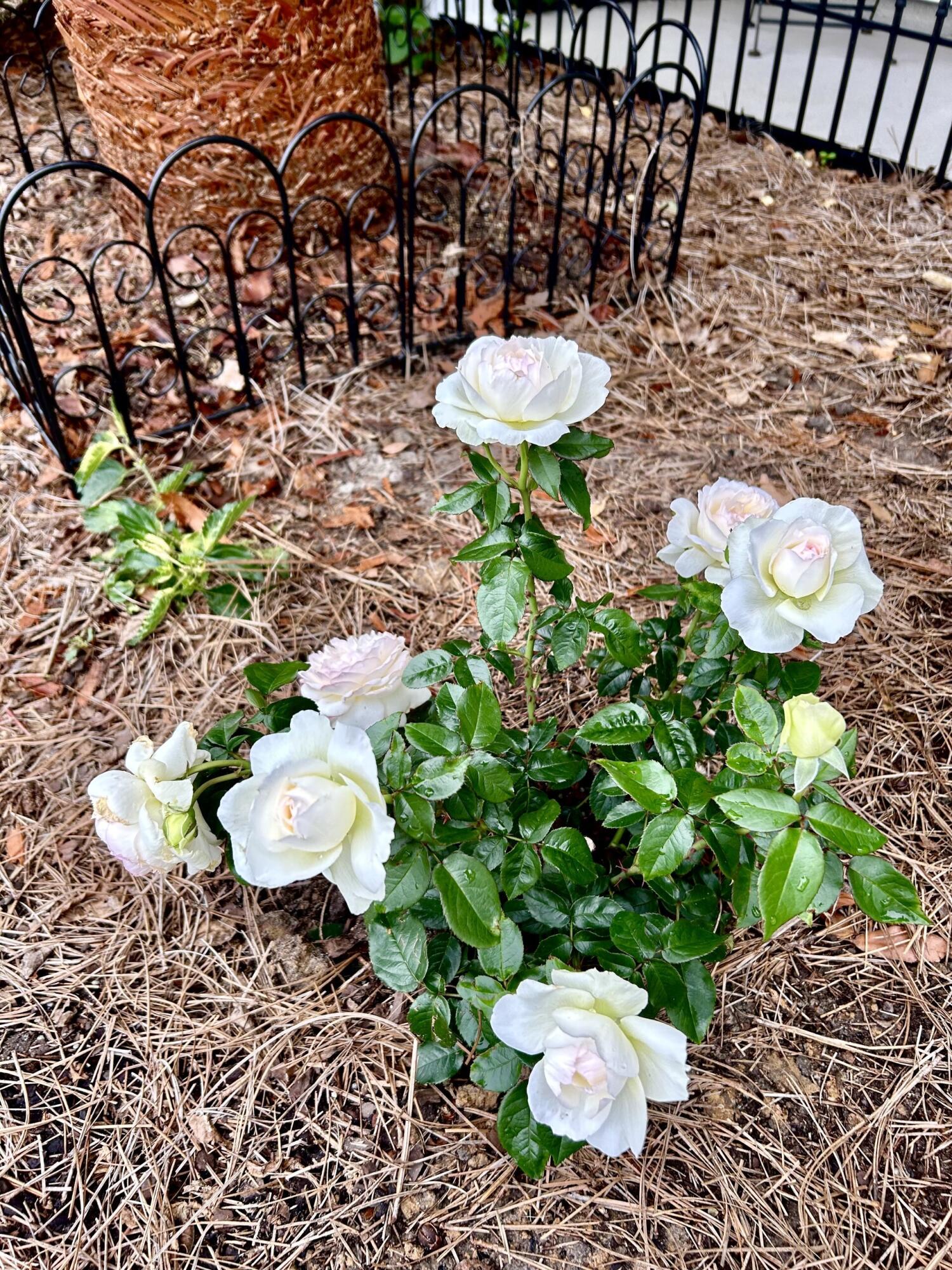 205 Congaree River Drive