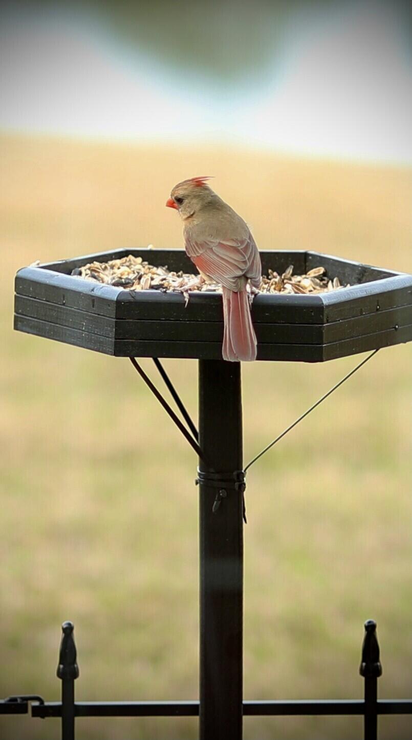 205 Congaree River Drive