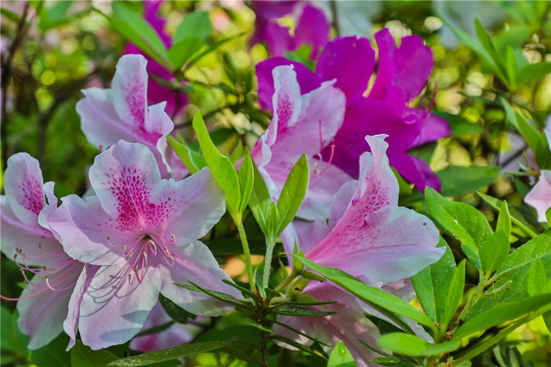 212 Middleton Shores Drive