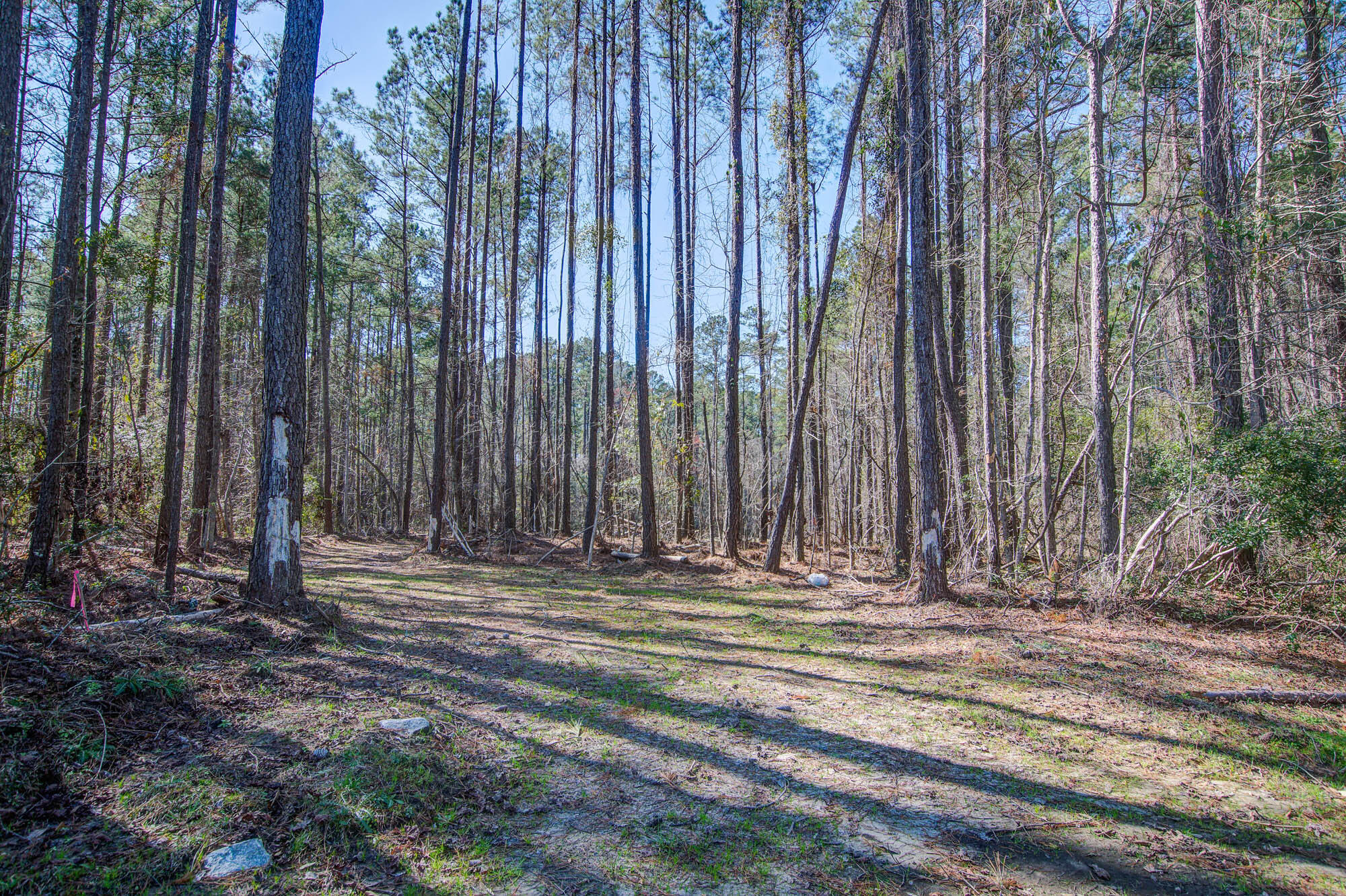 1203 Red Buckeye Court