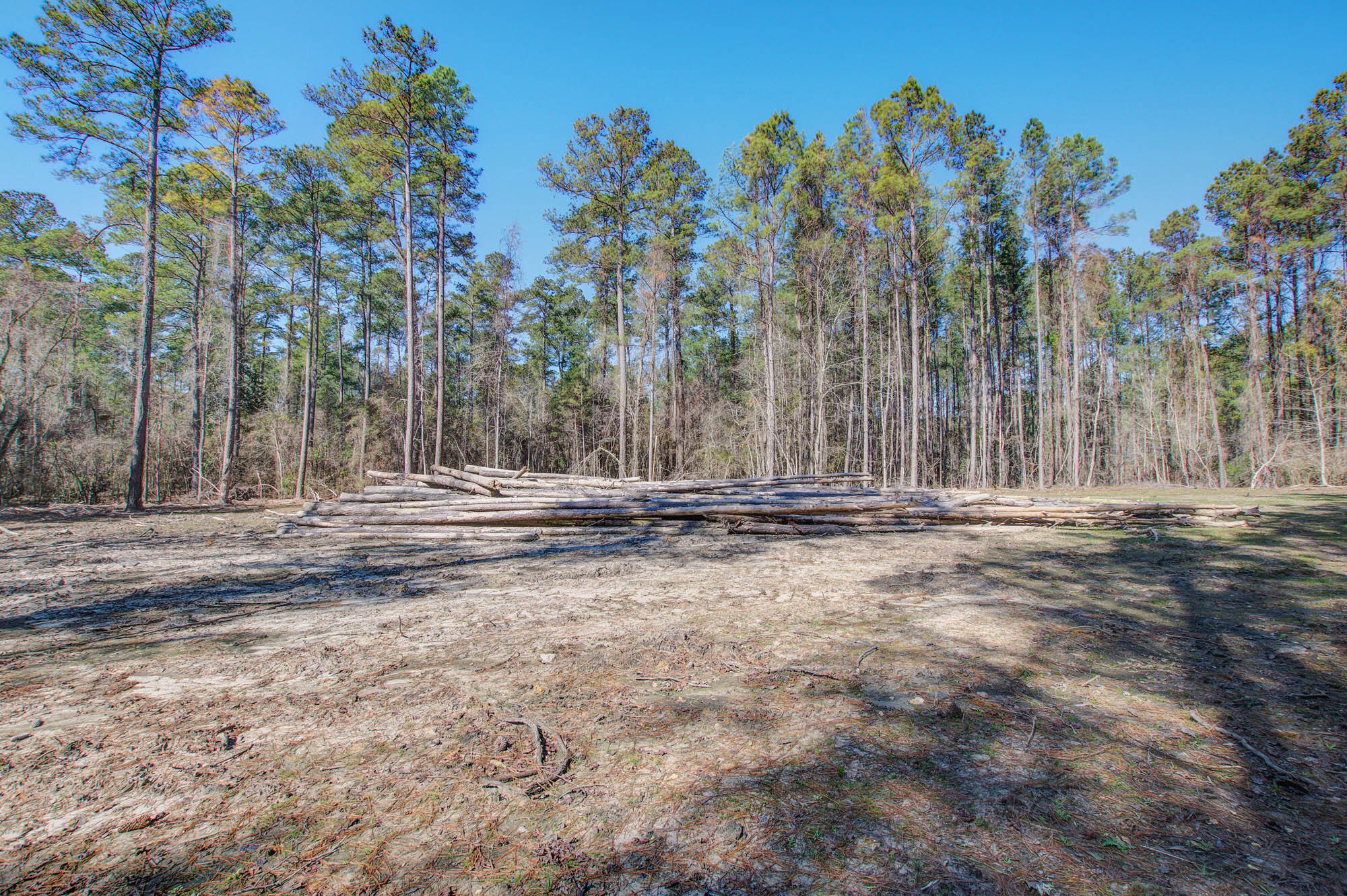 1203 Red Buckeye Court