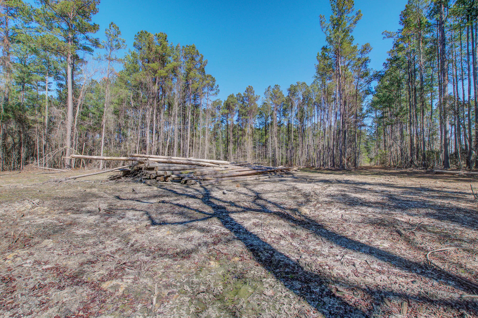 1203 Red Buckeye Court