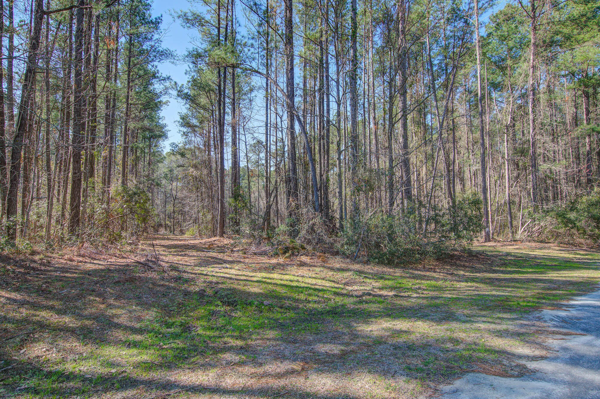 1203 Red Buckeye Court