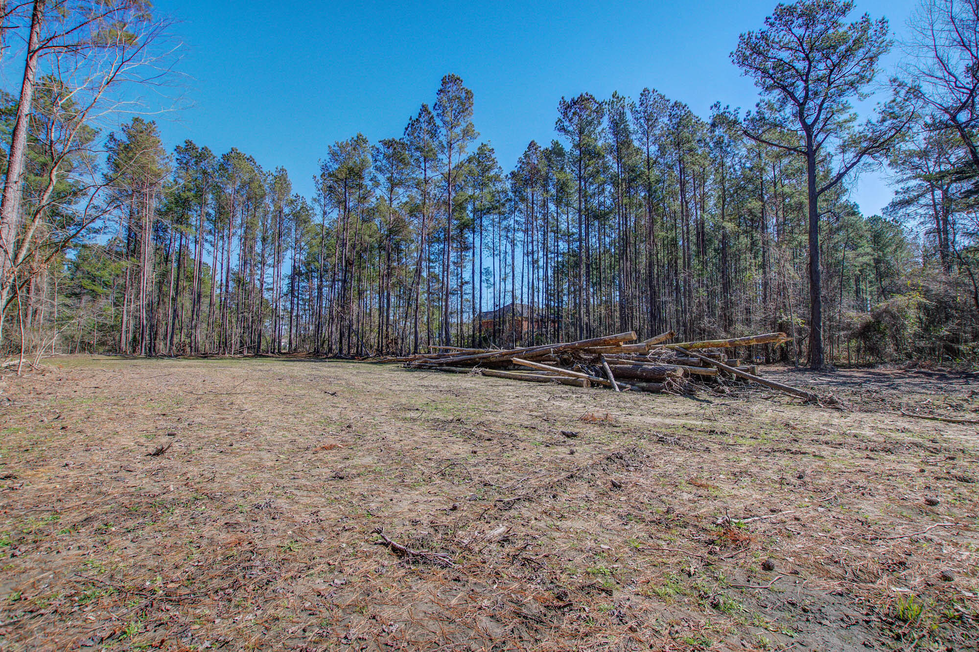 1203 Red Buckeye Court